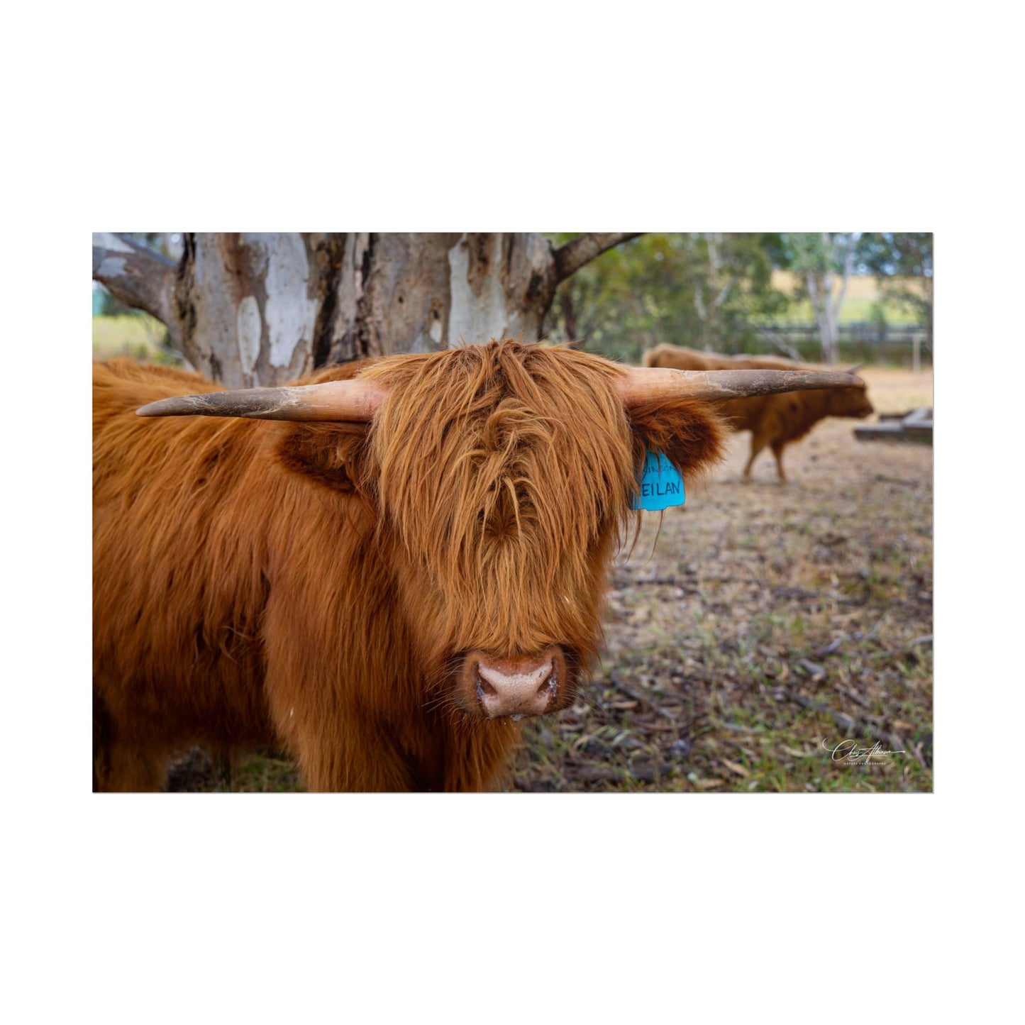 Rolled Posters - Scottish Highland Cattle