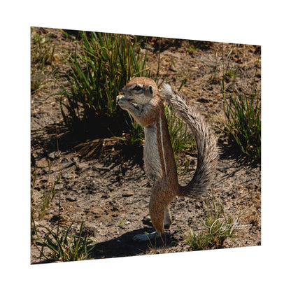 Rolled Posters - Ground Squirrel