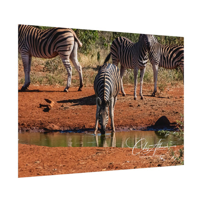 Rolled Posters - Zebra at Waterhole