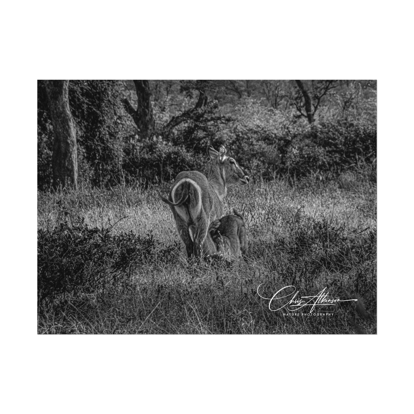 Waterbuck Baby Animal Posters B&W