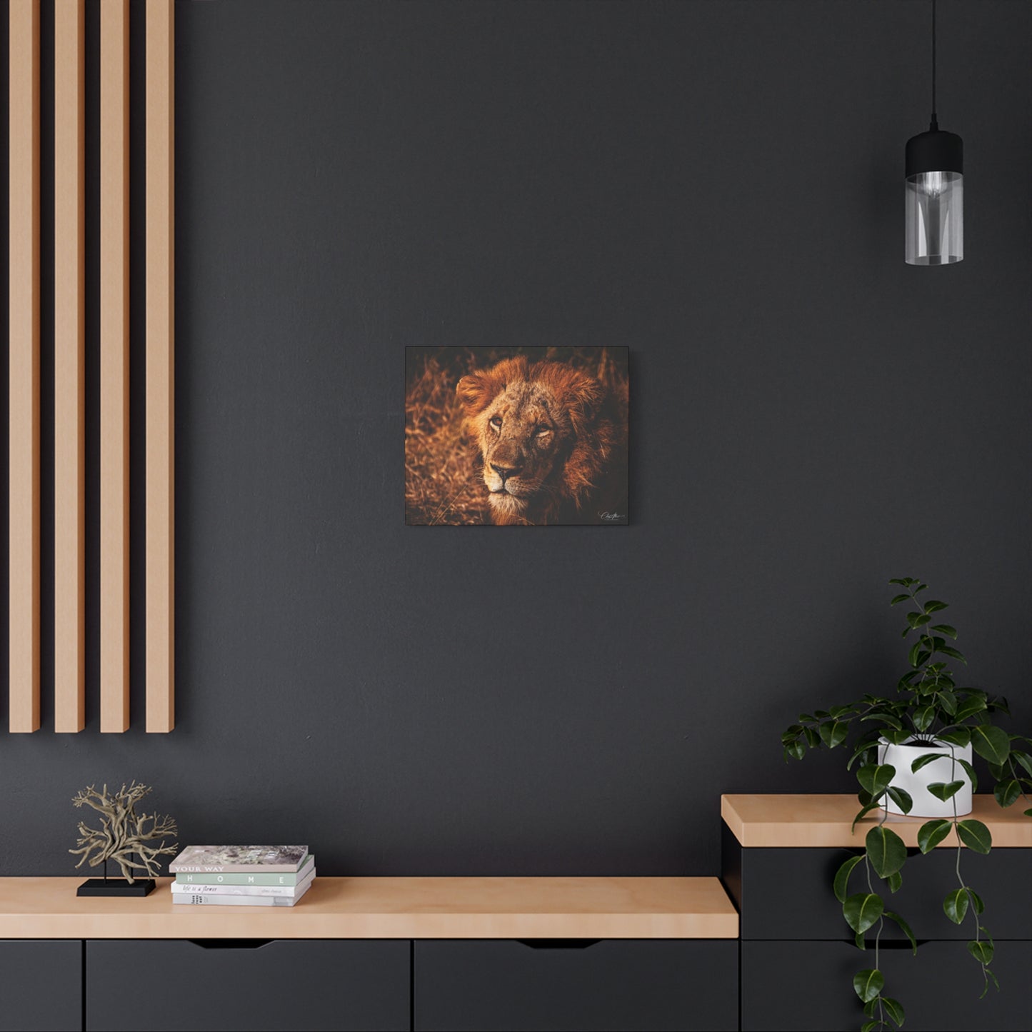 Old Lion Canvas Print