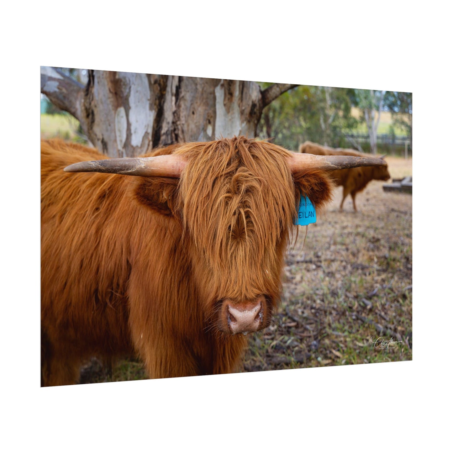 Rolled Posters - Scottish Highland Cattle