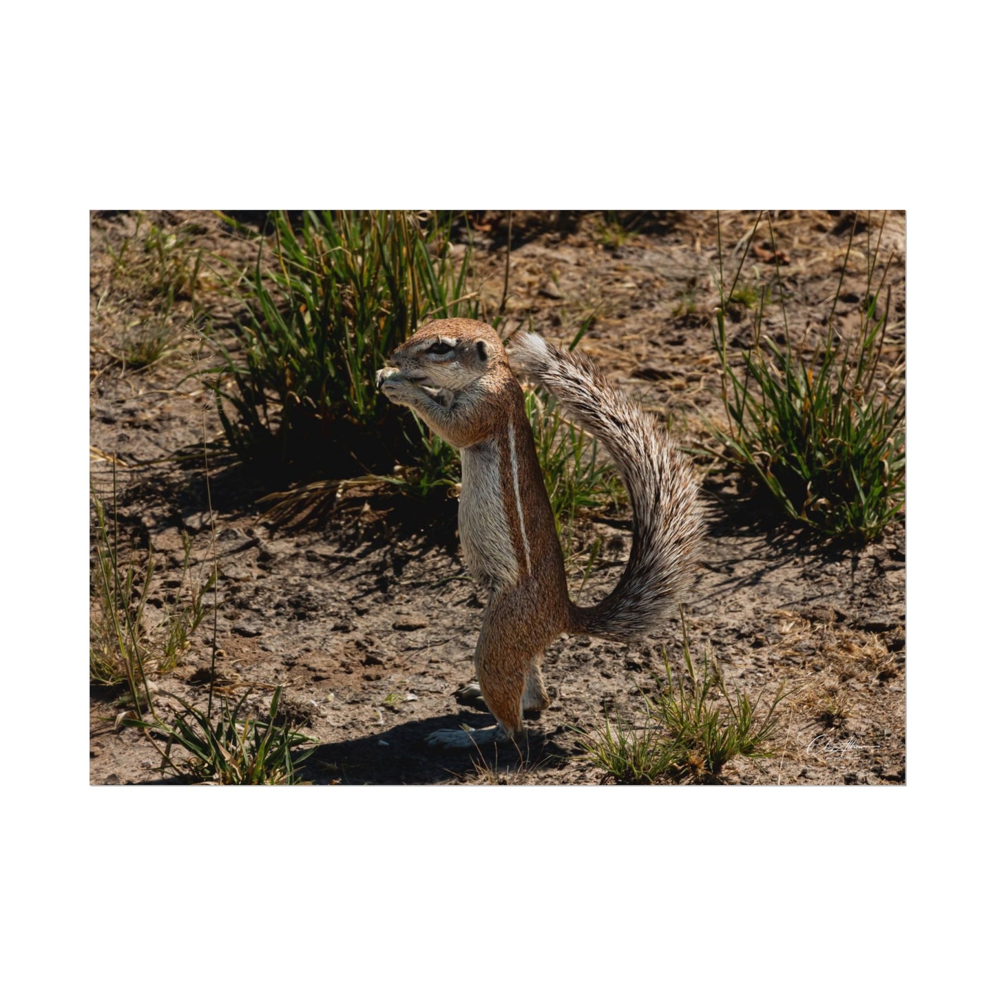 Rolled Posters - Ground Squirrel