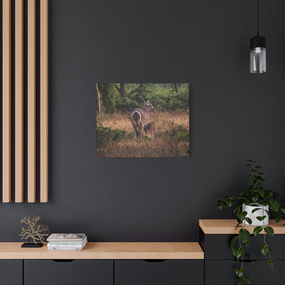 Matte Canvas, Stretched, 1.25" - Waterbuck and Baby