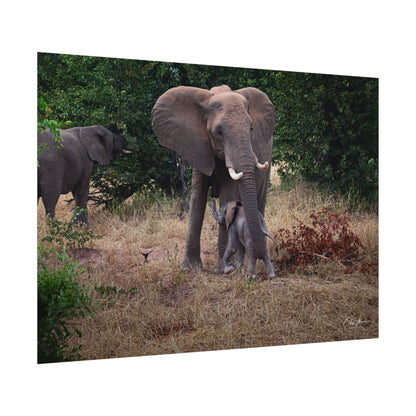 Rolled Posters - Elephant and Baby