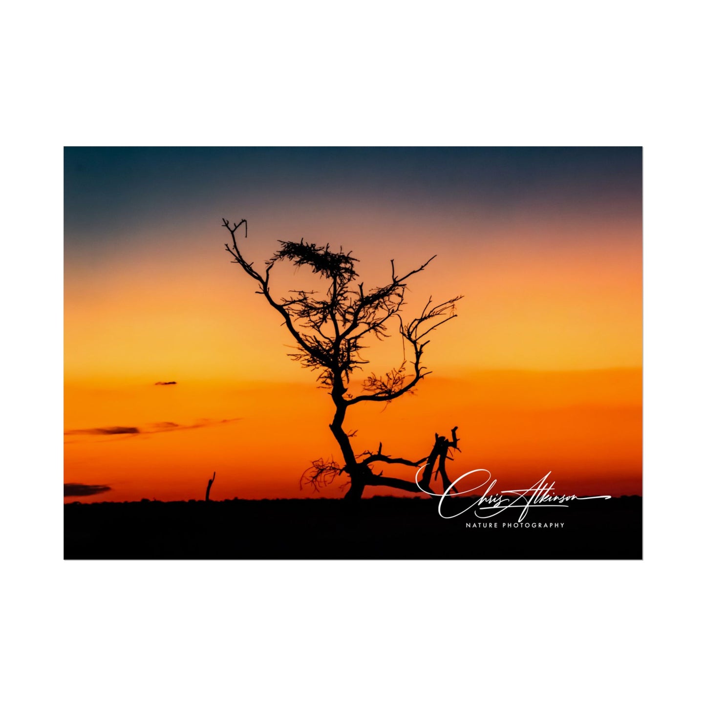 Rolled Posters - Sunset over the Kalahari