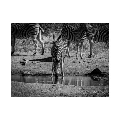 Rolled Posters - Zebra at Waterhole B&W