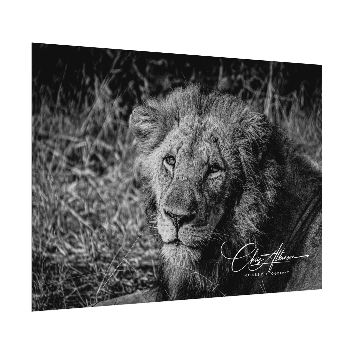 Rolled Posters - Old Lion B&W