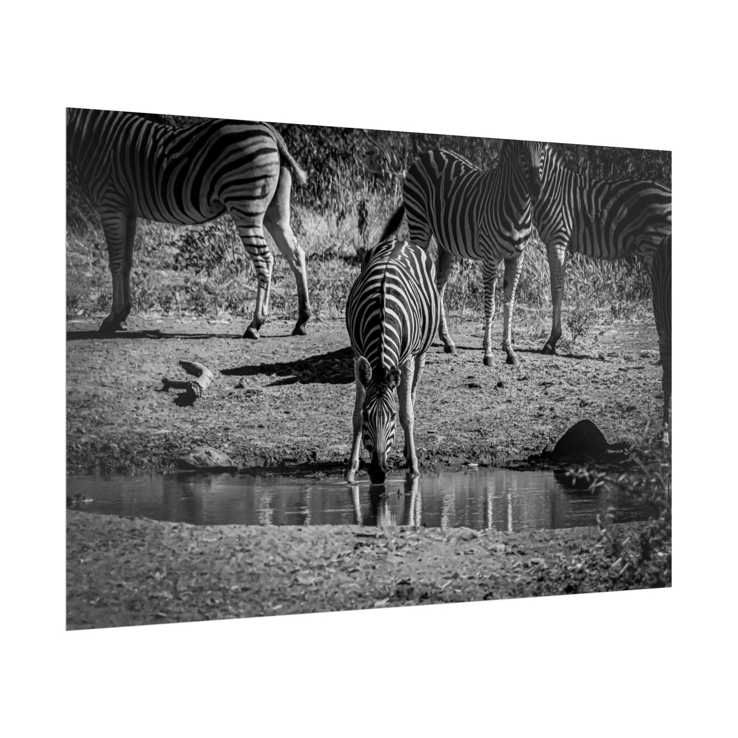 Rolled Posters - Zebra at Waterhole B&W