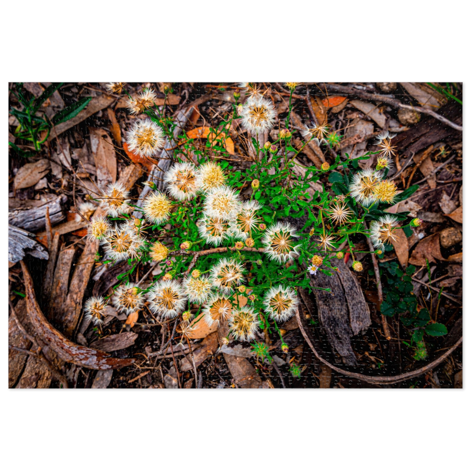 Australian Wildflower Jigsaw Puzzle 2000 piece
