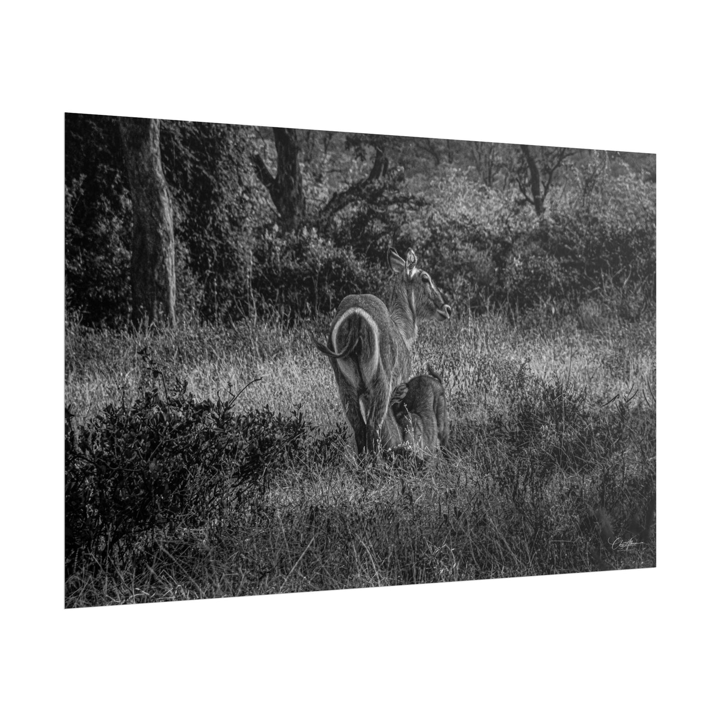 Waterbuck Baby Animal Posters B&W