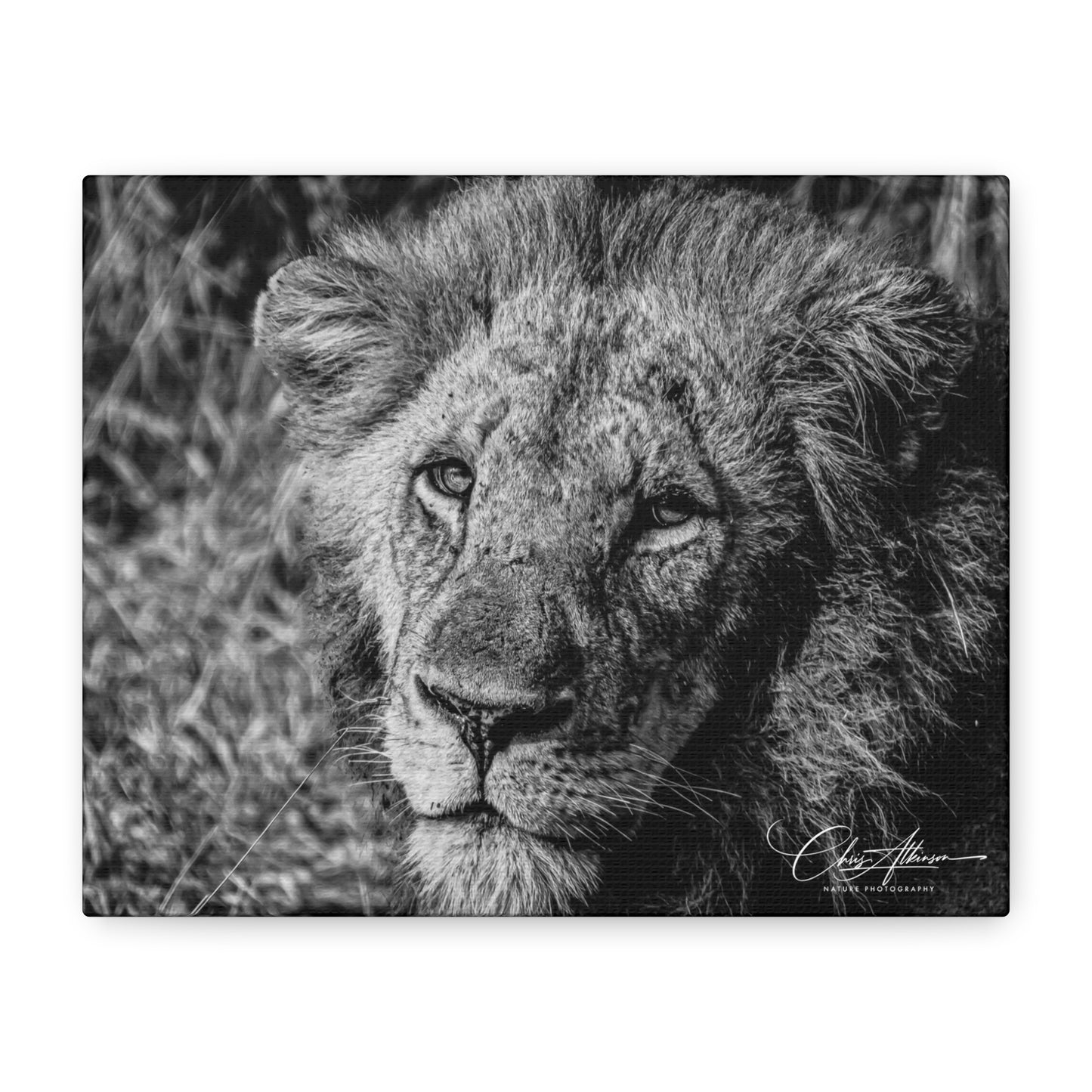 Old Lion Canvas Print B&W 10" x 8" (Horizontal) 1.25"