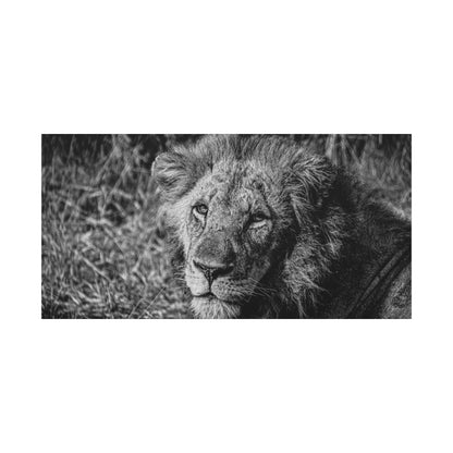 Old Lion Canvas Print B&W 48″ x 24″ (Horizontal) 1.25"