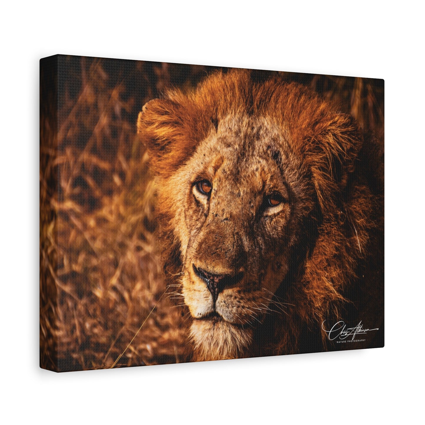 Old Lion Canvas Print