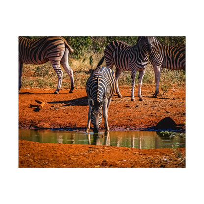 Rolled Posters - Zebra at Waterhole