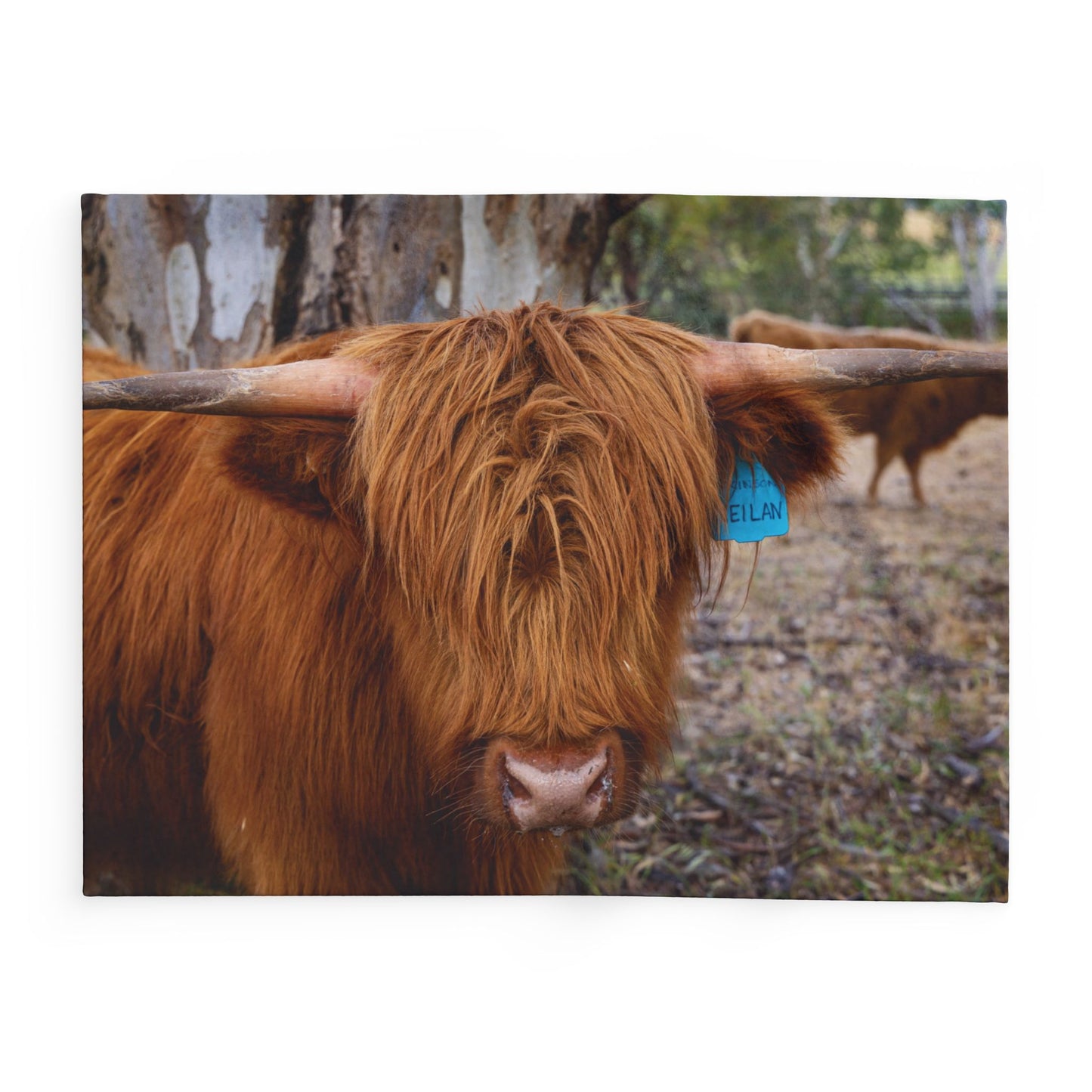 Arctic Fleece Blanket - Scottish Highland Cattle