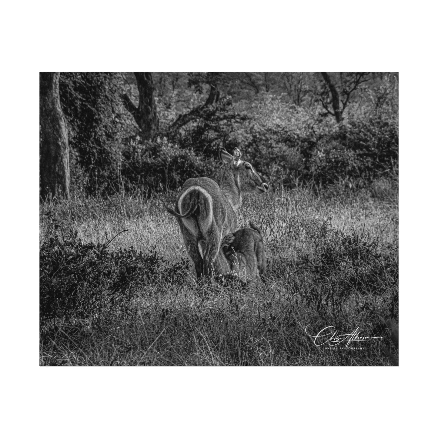 Waterbuck Baby Animal Posters B&W