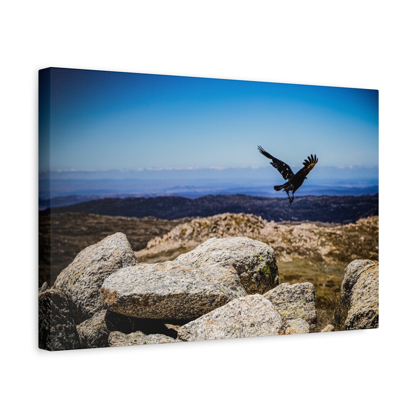 Little Raven Mt Kosciuszko Canvas Print