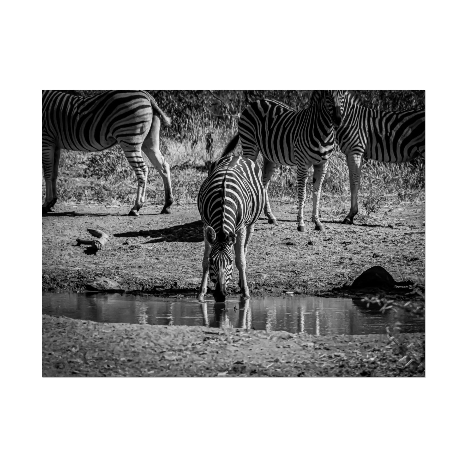 Rolled Posters - Zebra at Waterhole B&W