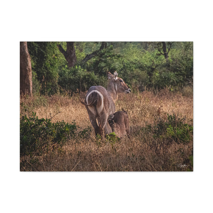 Matte Canvas, Stretched, 1.25" - Waterbuck and Baby