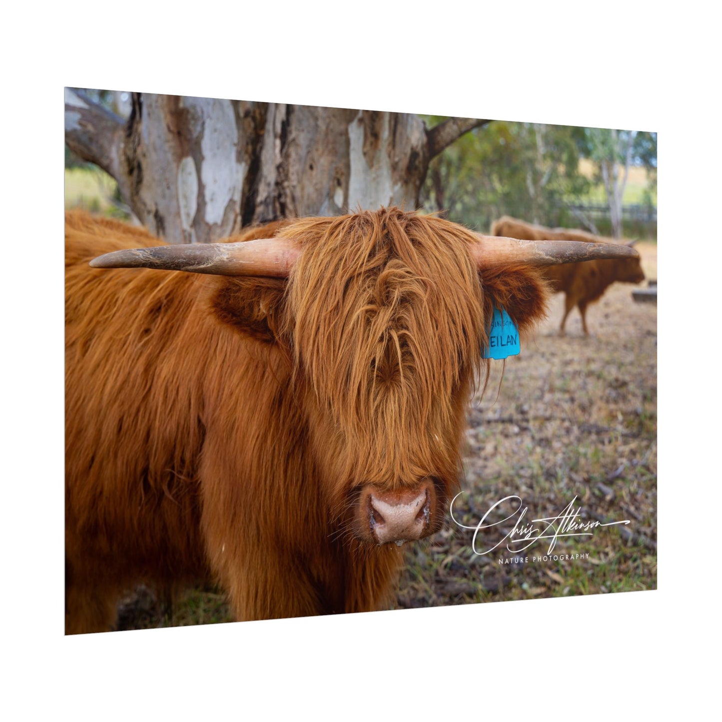 Rolled Posters - Scottish Highland Cattle