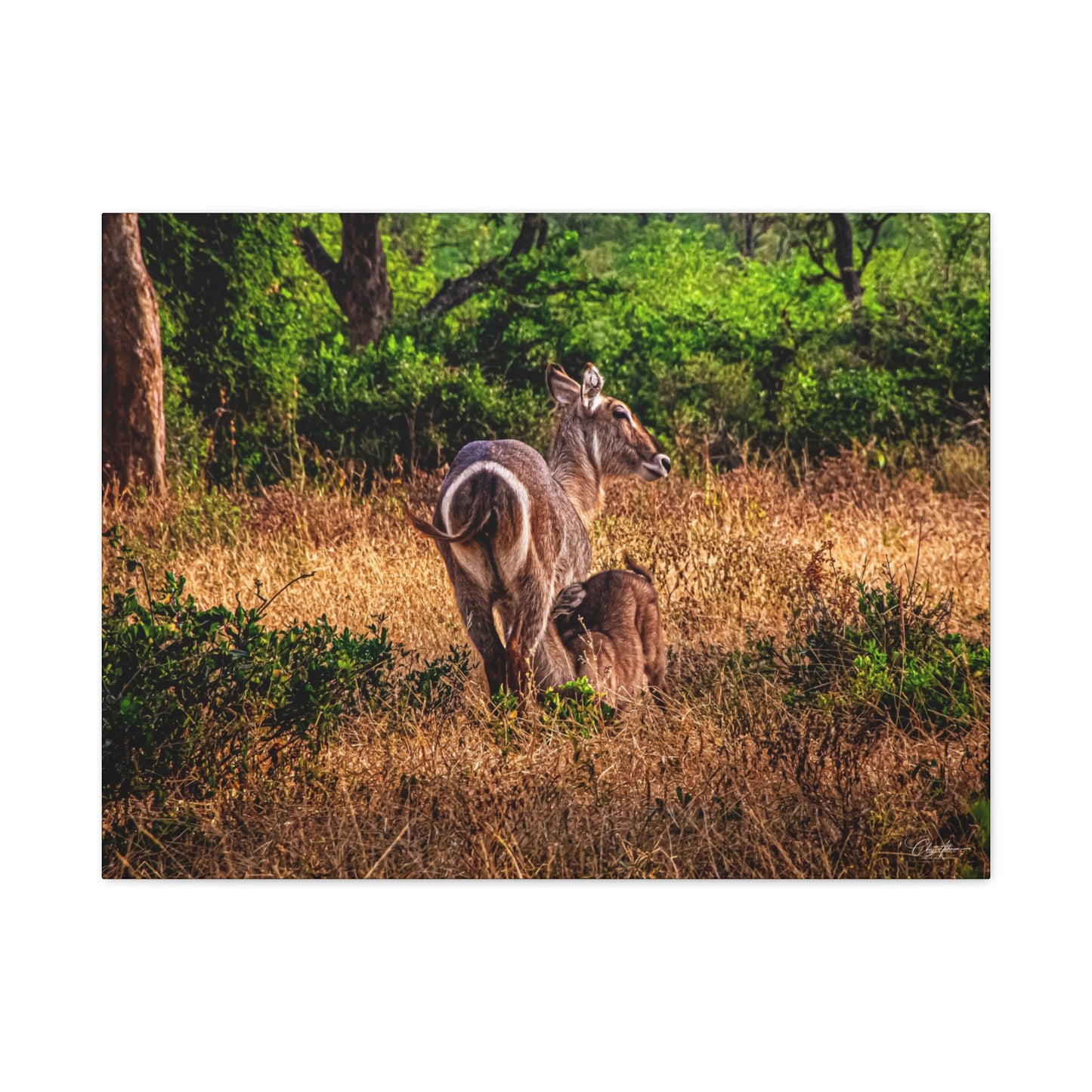 Waterbuck Nature Prints Matte Canvas 32" x 24" (Horizontal) 1.25"