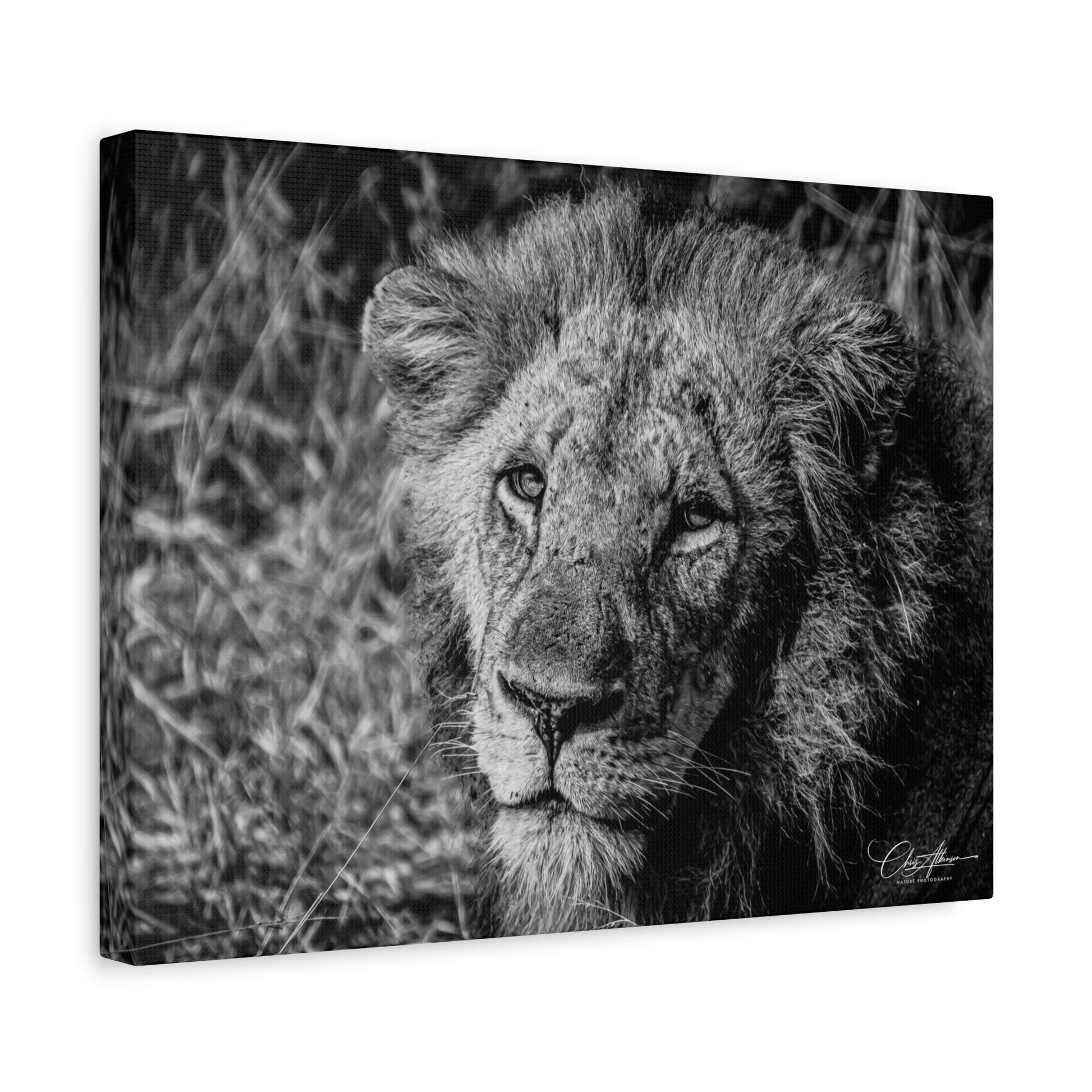 Old Lion Canvas Print B&W