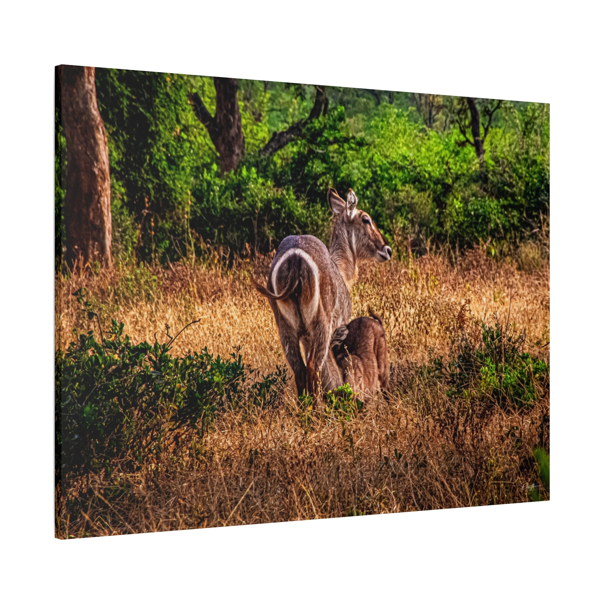 Waterbuck Nature Prints Matte Canvas