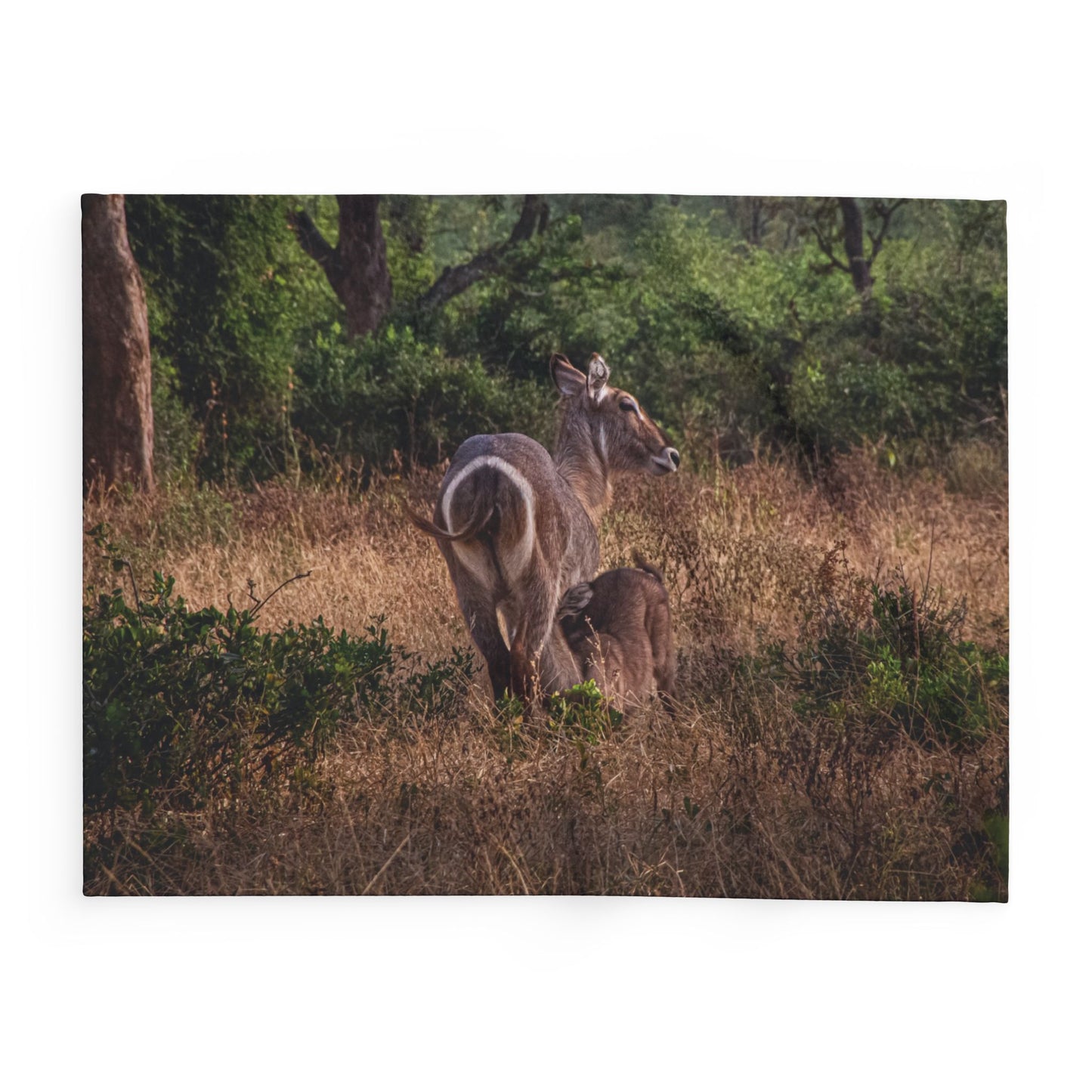 Arctic Fleece Blanket - Waterbuck and Baby