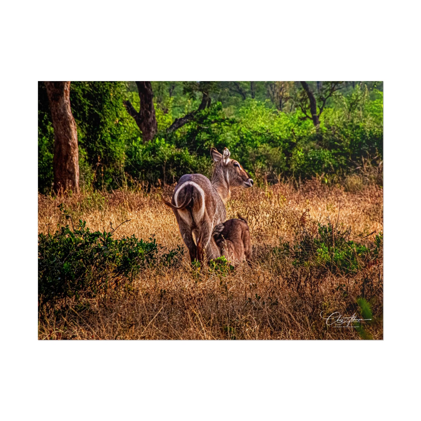 Rolled Posters - Waterbuck and Baby