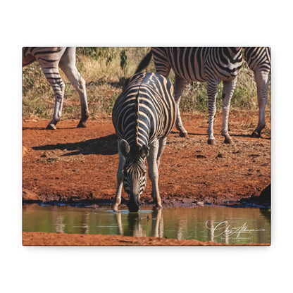 Matte Canvas, Stretched, 1.25" - Zebra at Waterhole