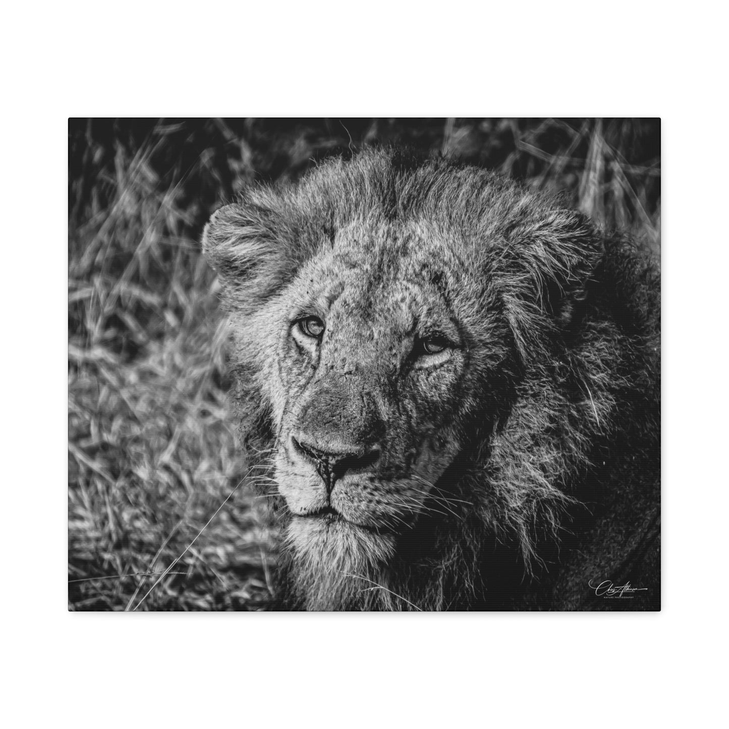 Old Lion Canvas Print B&W 24" x 20" (Horizontal) 1.25"