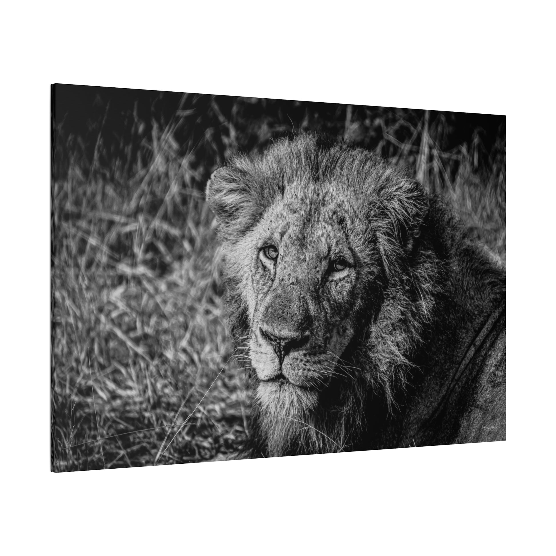 Old Lion Canvas Print B&W