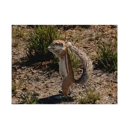 Rolled Posters - Ground Squirrel