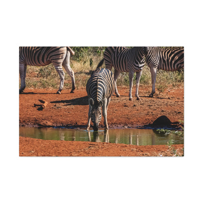 Matte Canvas, Stretched, 1.25" - Zebra at Waterhole