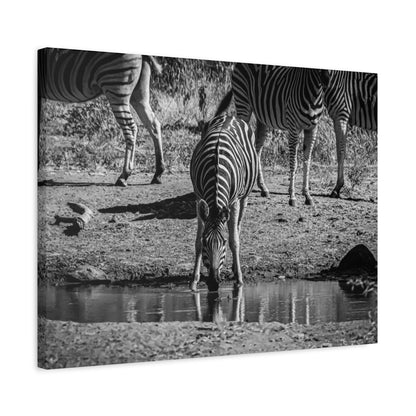 Zebra Nature Print Canvas Print B&W