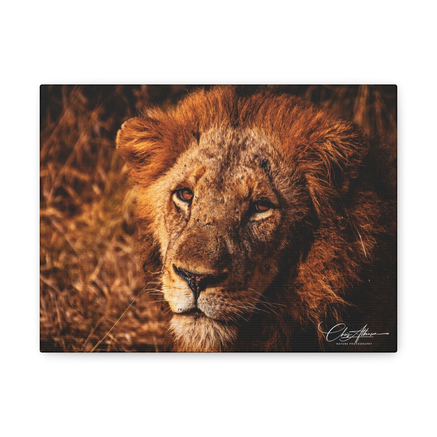 Old Lion Canvas Print 12" x 9" (Horizontal) 1.25"