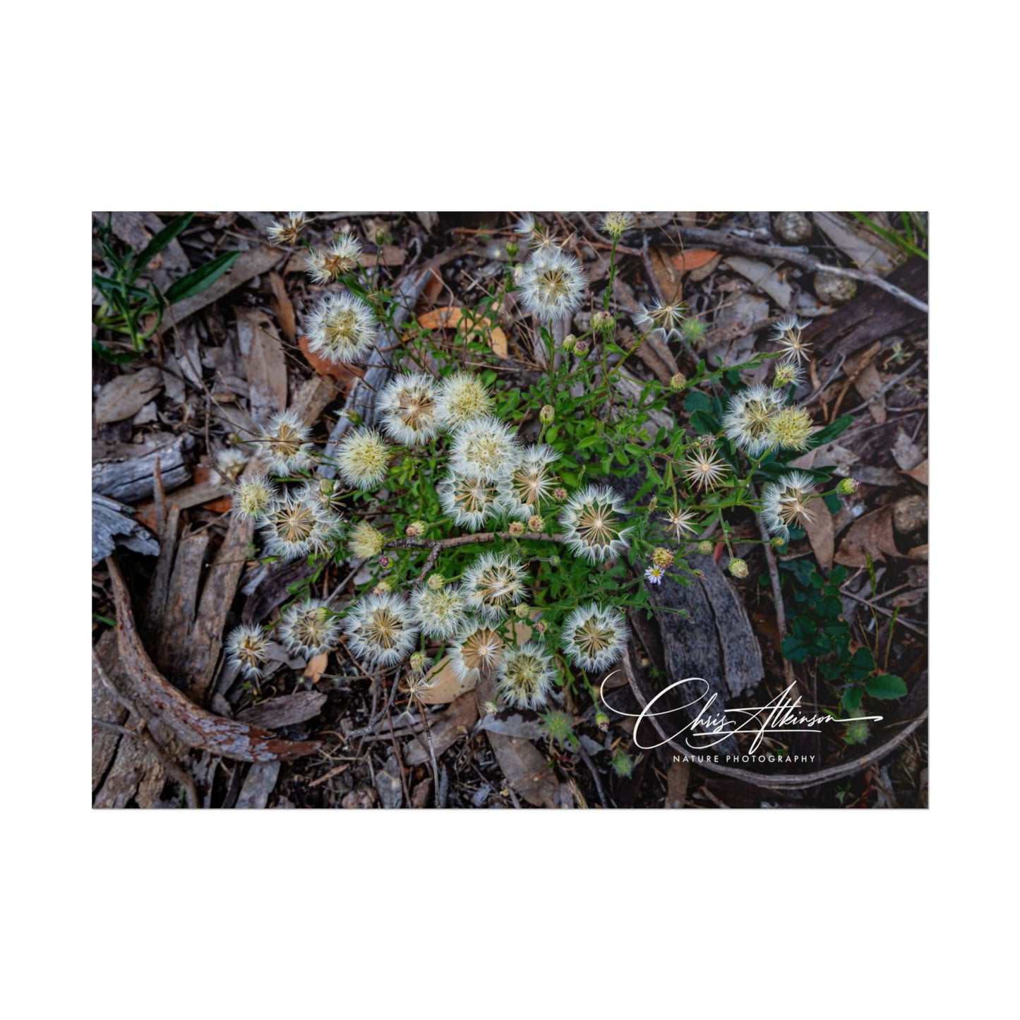 Rolled Posters - Australian Wildflower Collection