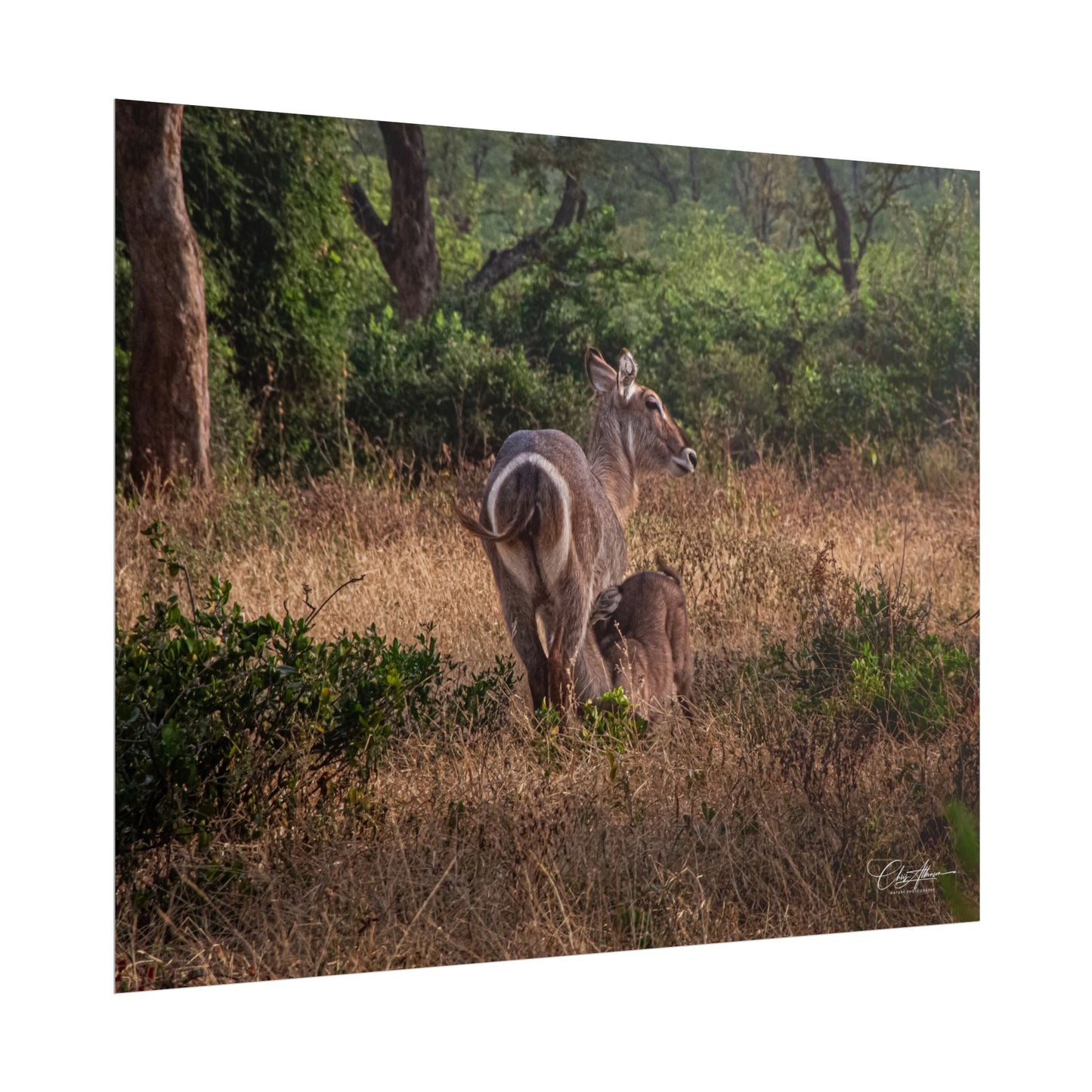 Rolled Posters - Waterbuck and Baby