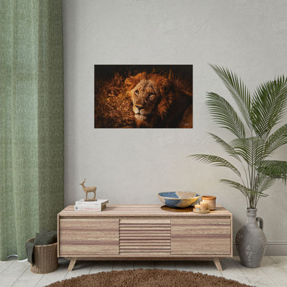 Rolled Posters - Old Lion 34" x 22" (Horizontal) Semi Glossy