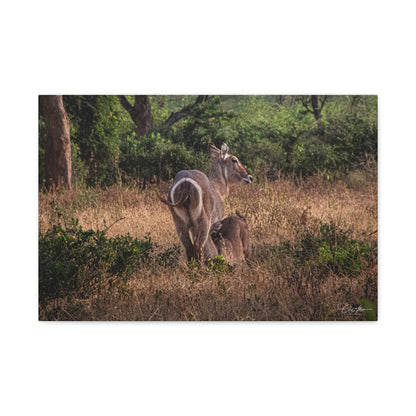 Matte Canvas, Stretched, 1.25" - Waterbuck and Baby