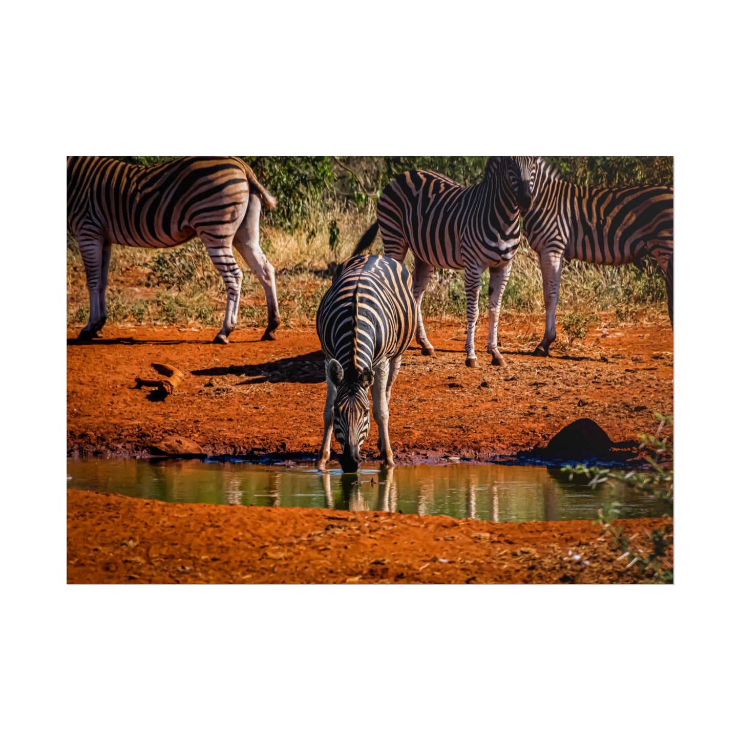 Rolled Posters - Zebra at Waterhole