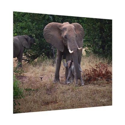 Rolled Posters - Elephant and Baby