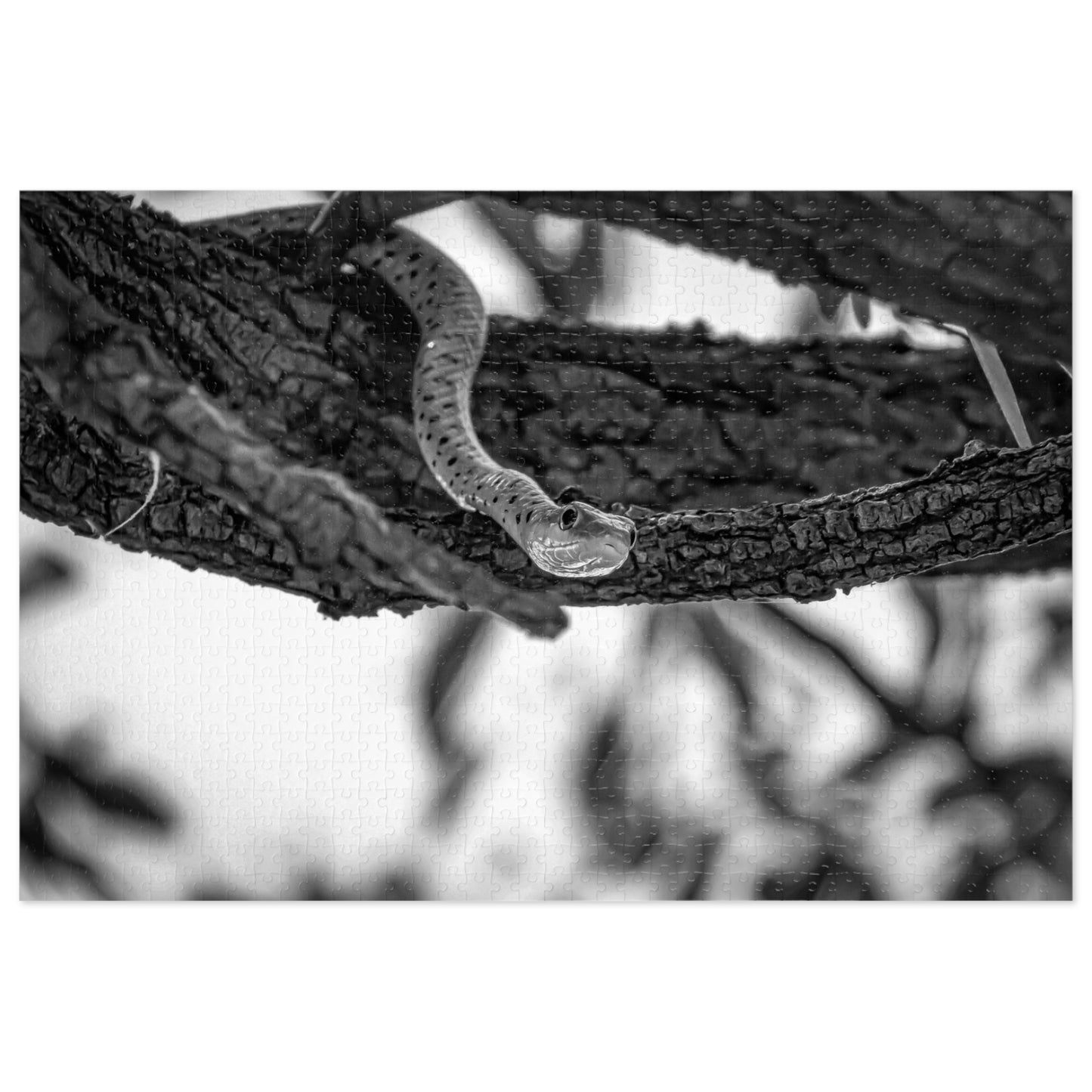 Spotted Bush Snake Puzzle with Tin B&W