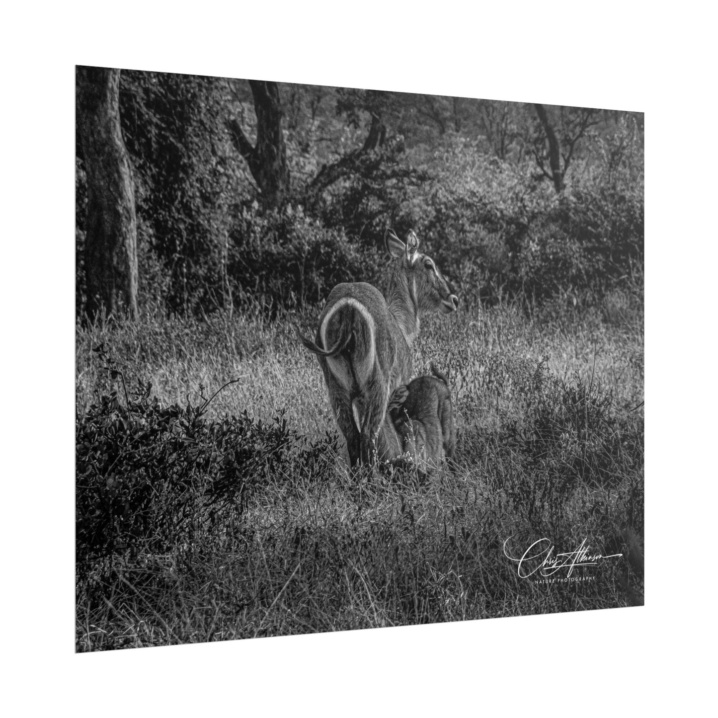 Waterbuck Baby Animal Posters B&W