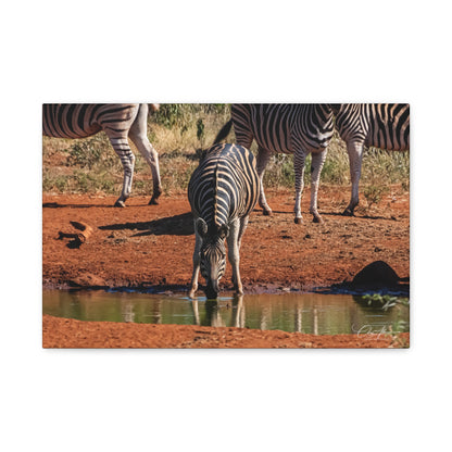 Matte Canvas, Stretched, 1.25" - Zebra at Waterhole