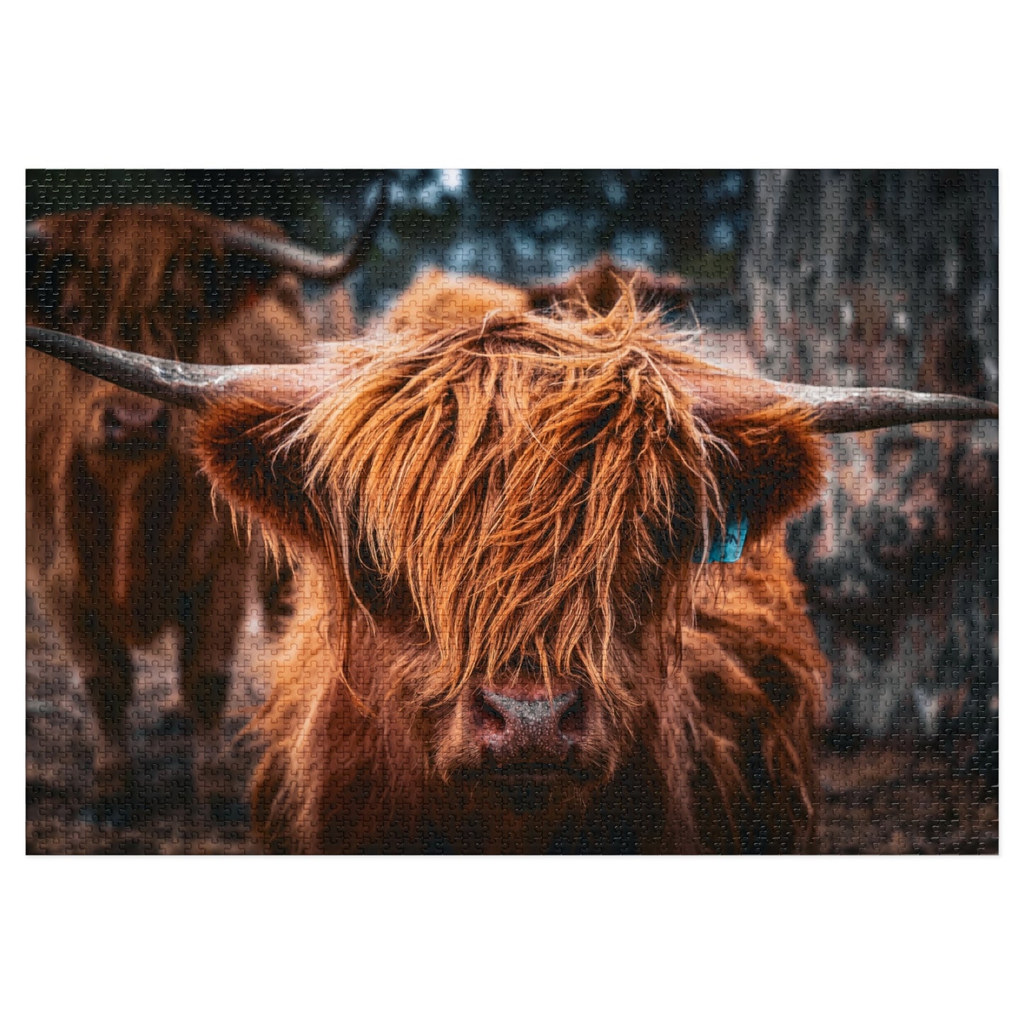 Scottish Highland Cattle Puzzle with Tin 40" x 28" (2000 pcs)