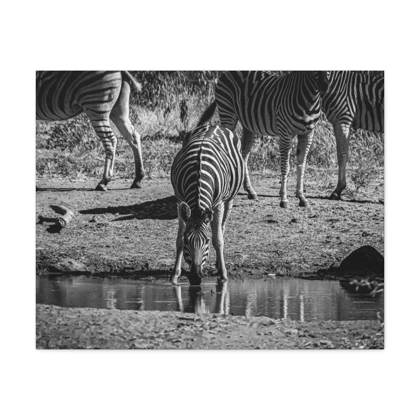 Zebra Nature Print Canvas Print B&W 30" x 24" (Horizontal) 1.25"