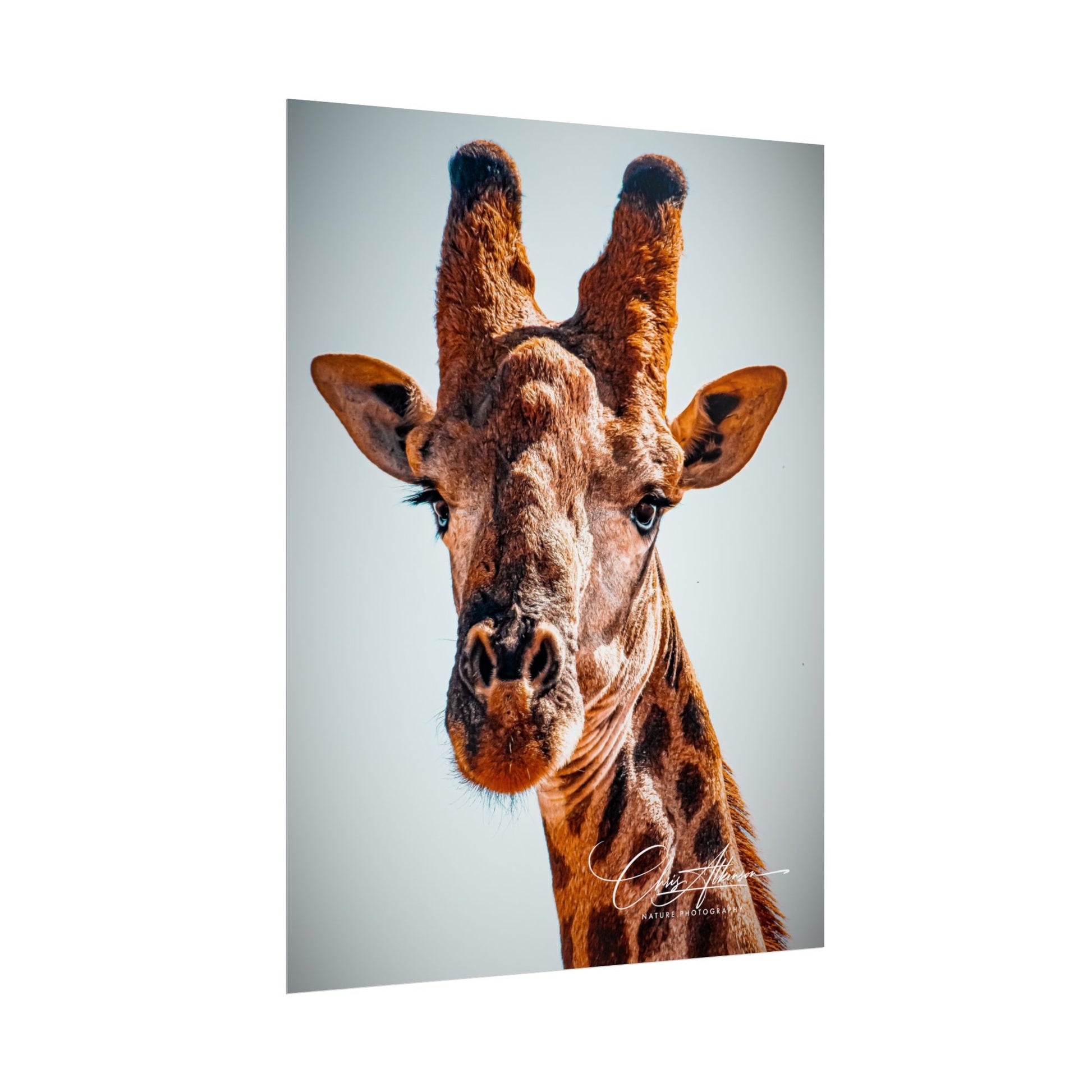 Portrait of Giraffe Poster