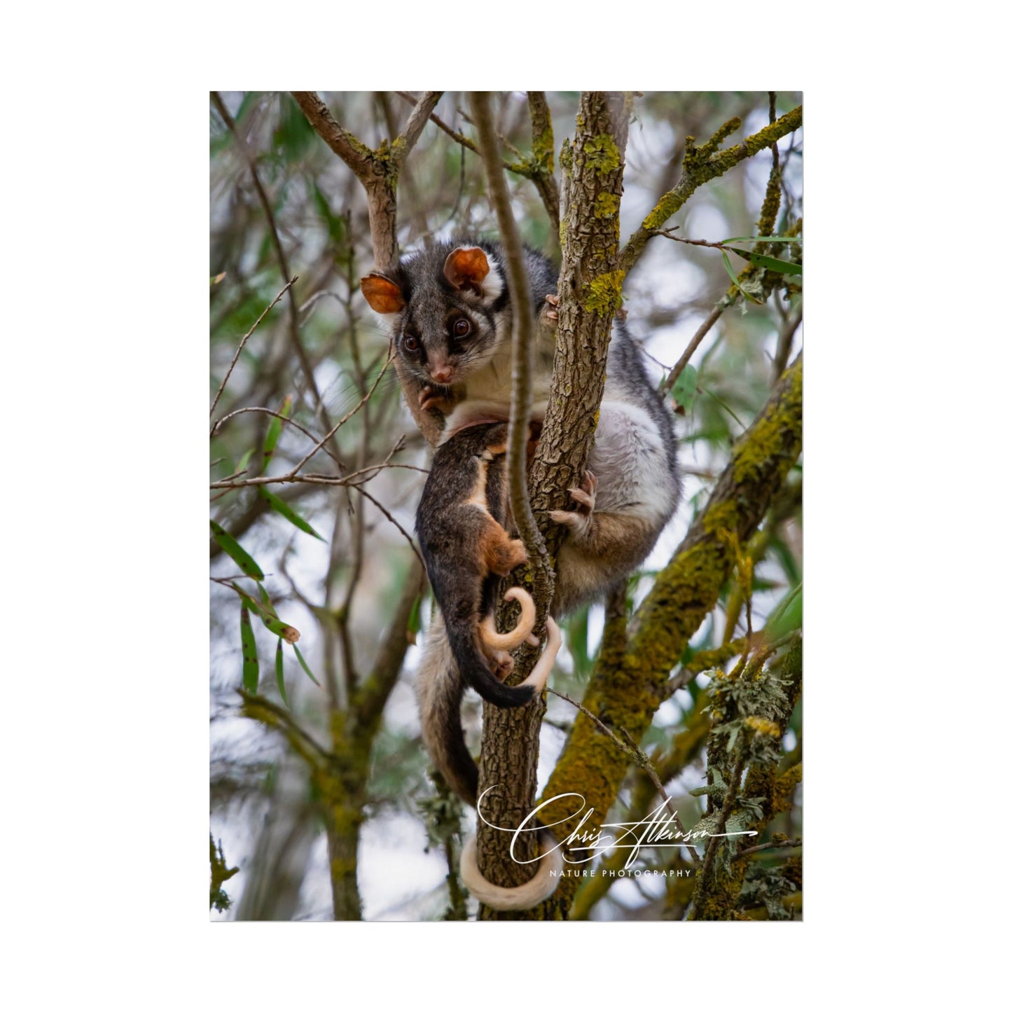 Rolled Posters - Possum and Joey